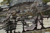 Polished Stromatolite Slab - Pilbara, Australia #129183-1